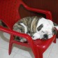 Dormido como siempre en mi silla favorita